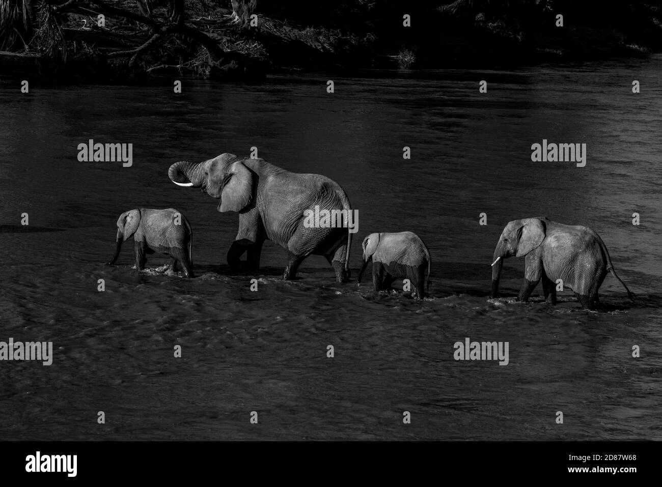 Una famiglia di elefanti che attraversa il fiume Ewaso ng'iro in Kenya Foto Stock