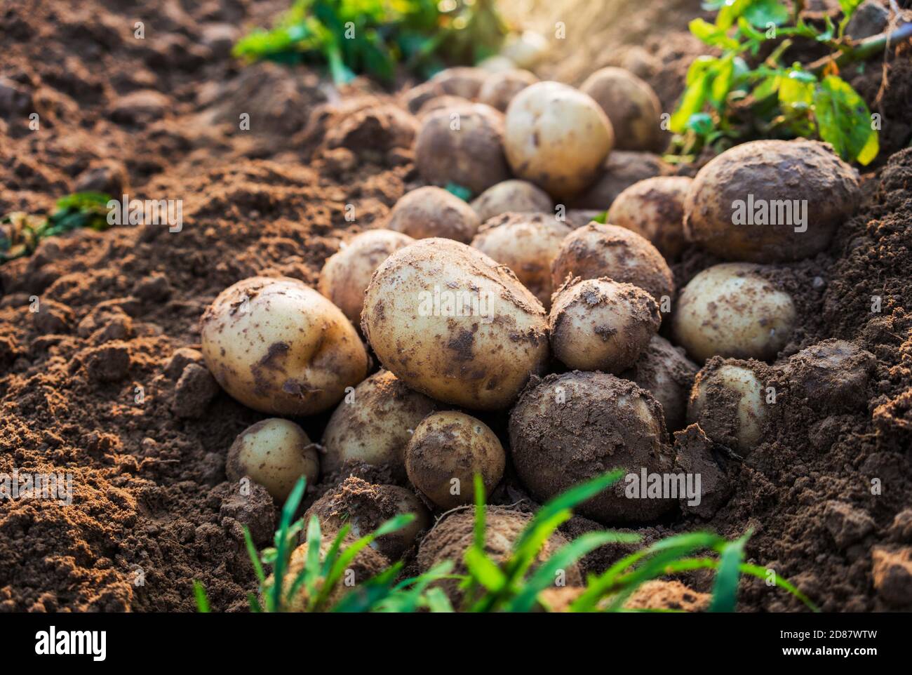 Patate biologiche fresche nel campo, raccolta di patate dal suolo. Foto Stock