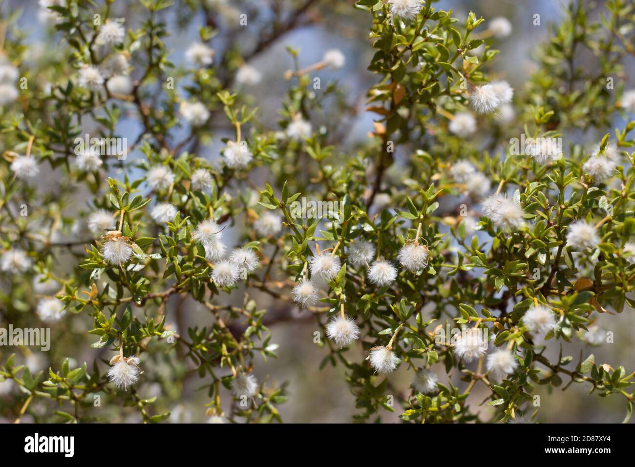 Capsule bianche mature, creosoto Bush, Larrea Tridentata, Zygophyllaceae, nativo, arbusto, Joshua Tree National Park, South Mojave Desert, estate. Foto Stock