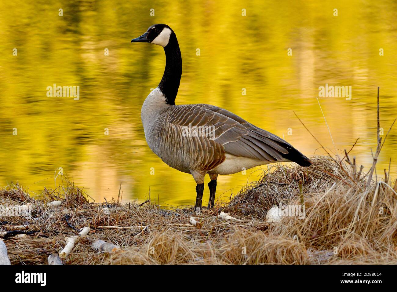 Un'oca canadese adulta Branta canadensis', che si erge sulla riva del lago Maxwell con uno sfondo di colore riflettente dal sole che tramonta ad Hinton Foto Stock