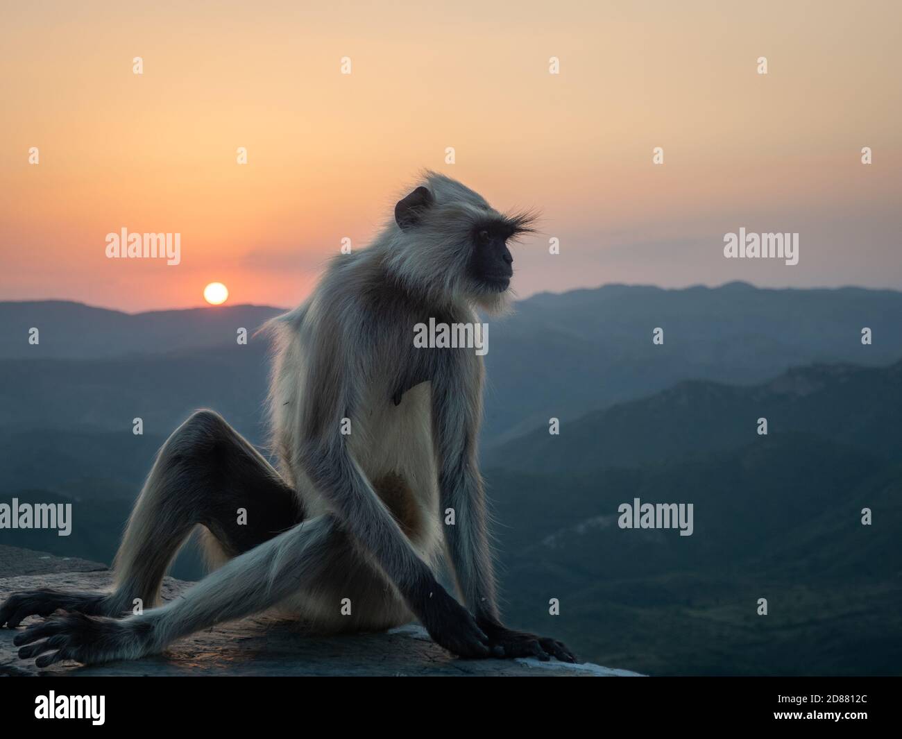 Scimmia di langur indiana seduta su una sporgenza al tramonto, con montagne lussureggianti sullo sfondo. Foto Stock