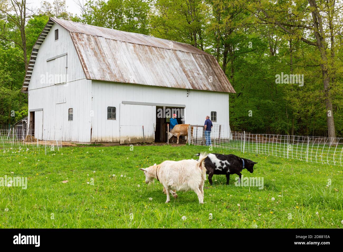 Due uomini parlano vicino a una mucca e due capre nanny nani nigeriani in una fattoria della contea di DeKalb vicino Spencerville, Indiana, Stati Uniti. Foto Stock