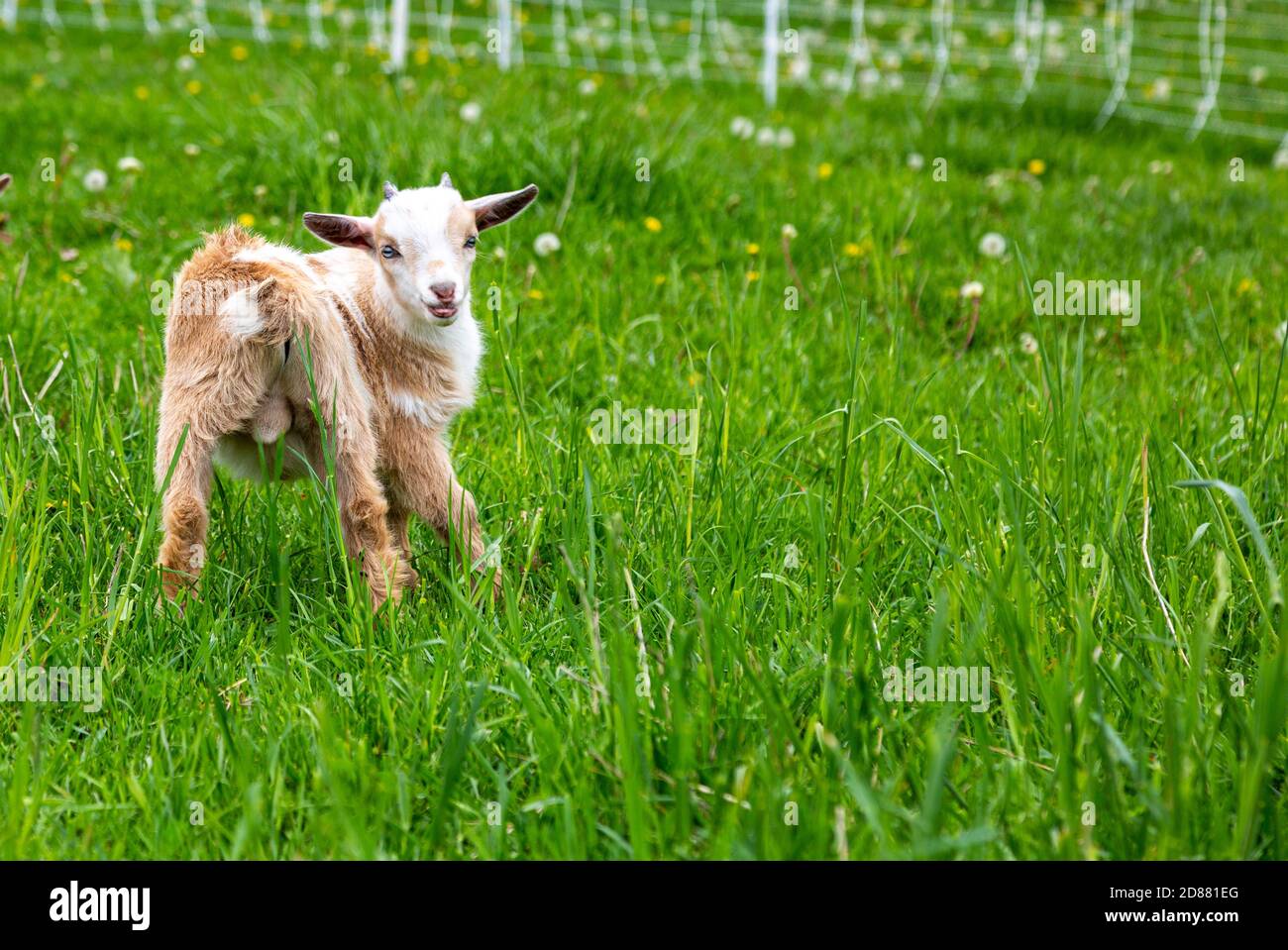 Un capretto nigeriano nano in un cortile della contea di DeKalb vicino Spencerville, Indiana, Stati Uniti. Foto Stock