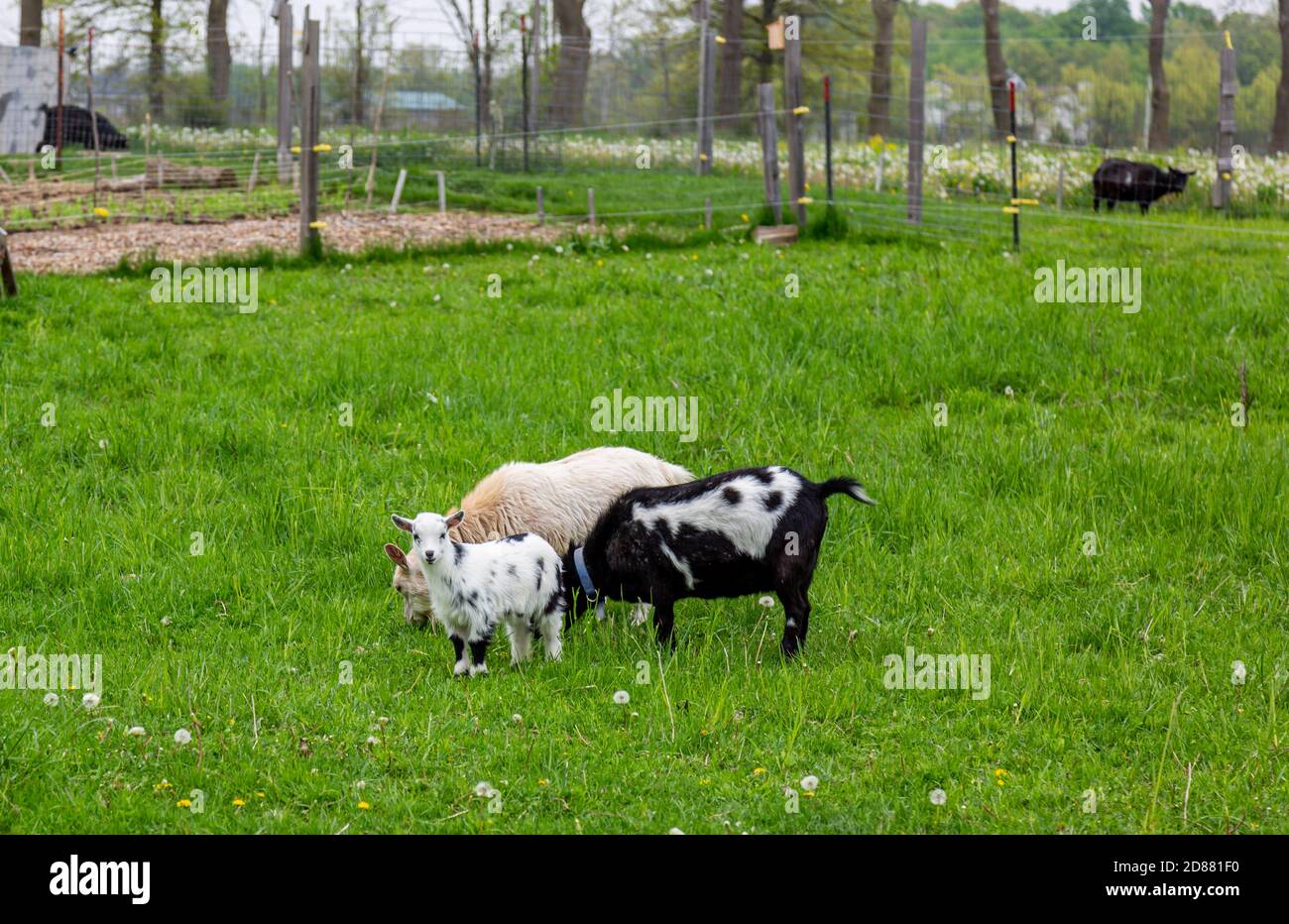 Due capre nanny narf nigeriane e un capretto macchiato pascolano in un cortile della contea di DeKalb vicino Spencerville, Indiana, Stati Uniti. Foto Stock