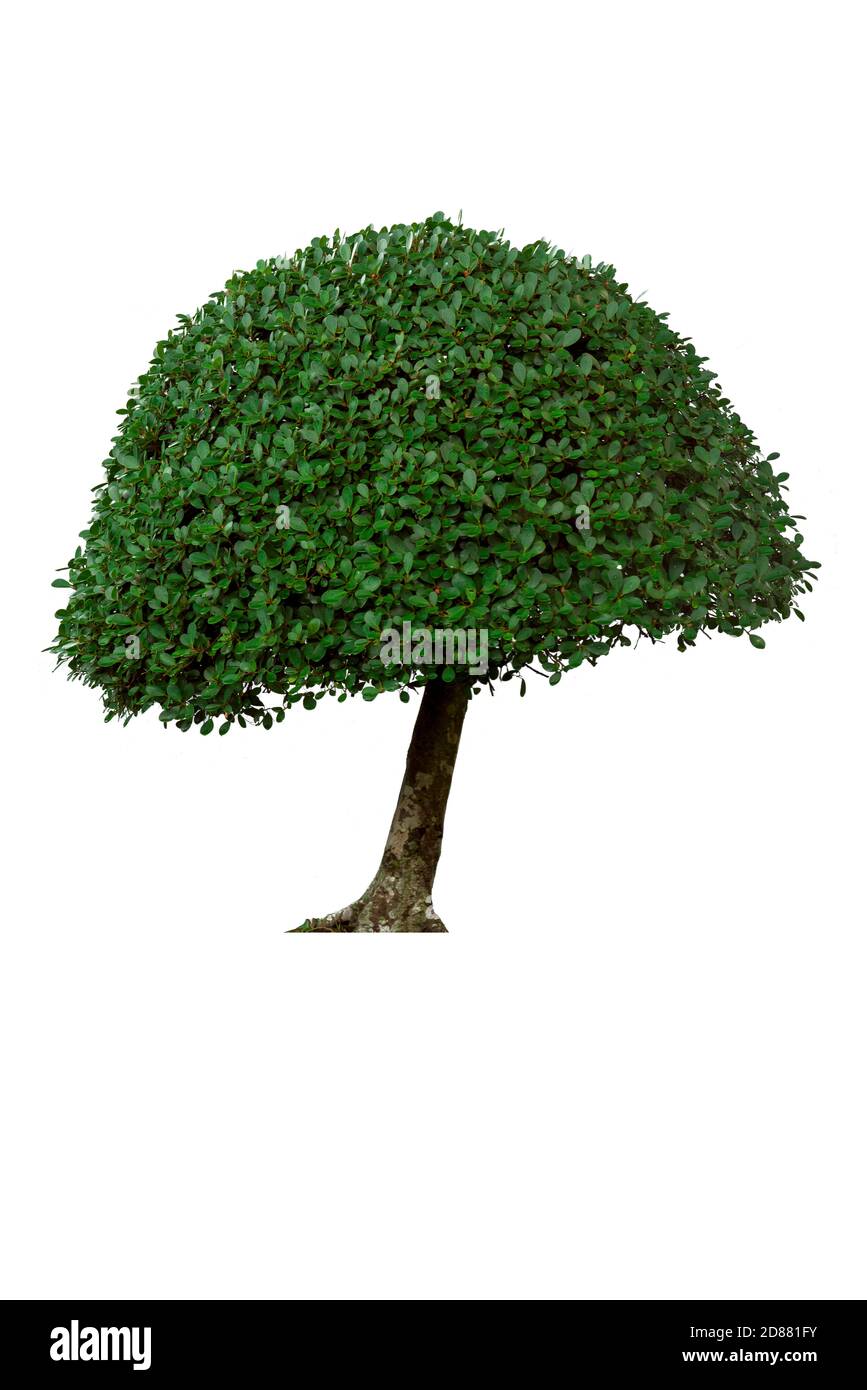 Verde albero cespuglio isolato su sfondo bianco. Foto Stock