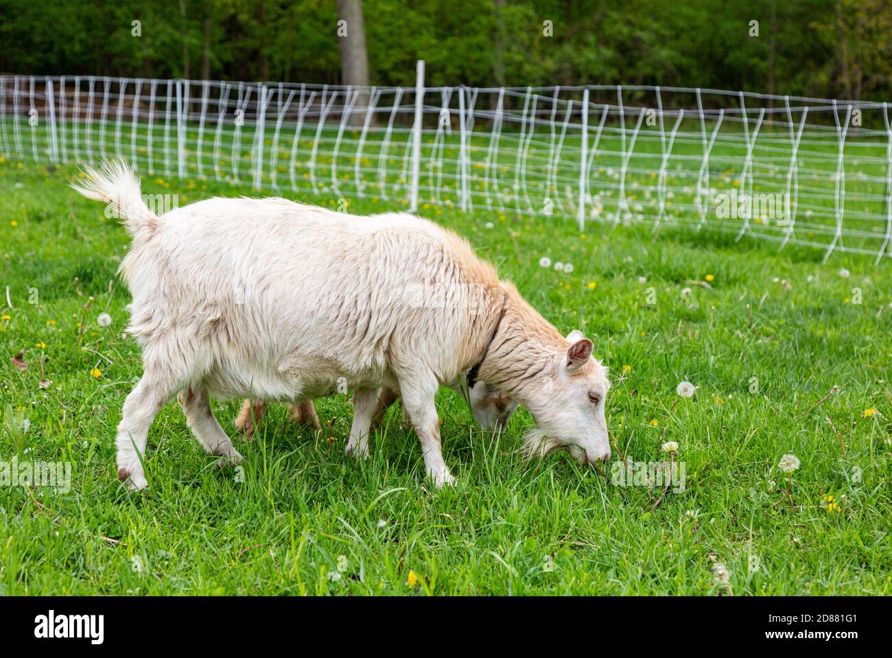 Una capra nanny nana nigeriana bianca pascola su un cortile della contea di DeKalb vicino Spencerville, Indiana, Stati Uniti. Foto Stock