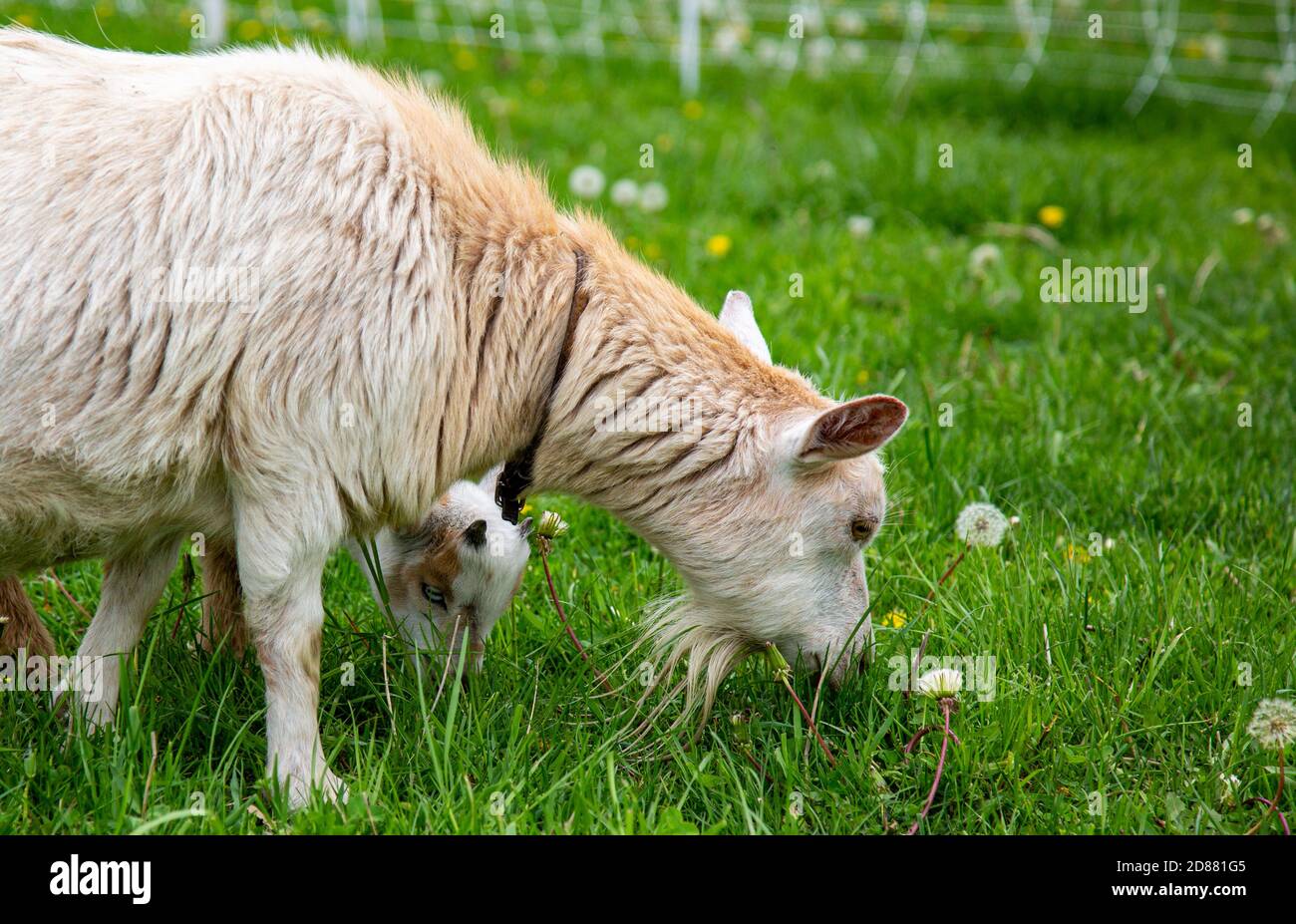 Una madre nana nana Nana capra e il suo capretto mangiano l'erba su un cortile della contea di DeKalb vicino Spencerville, Indiana, Stati Uniti. Foto Stock