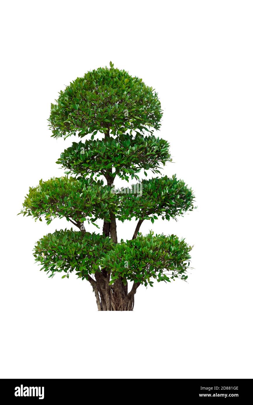 Albero verde isolato su uno sfondo bianco. Foto Stock