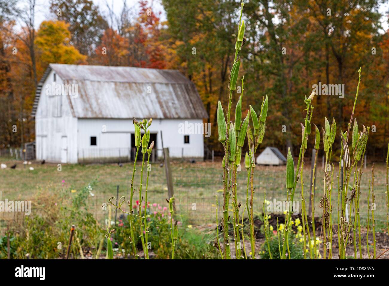 L'okra cresce nel giardino di questo cortile su una fattoria biologica della contea di DeKalb vicino Spencerville, Indiana, USA. Foto Stock