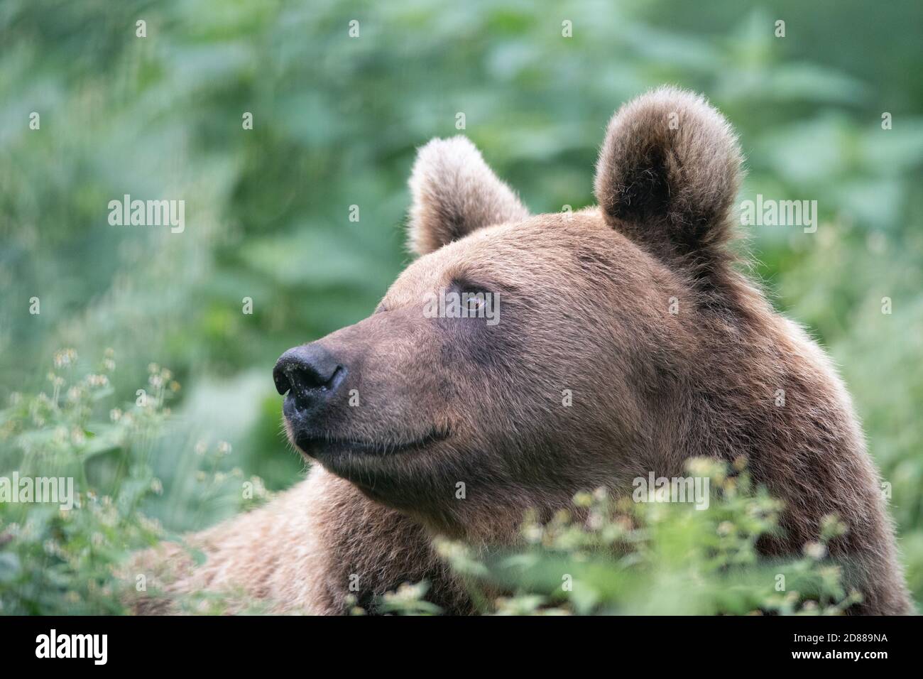 Primo piano ritratto di un orso bruno (Ursus arctos) sorridente e guardando sopra la spalla in una foresta verde. Foto Stock