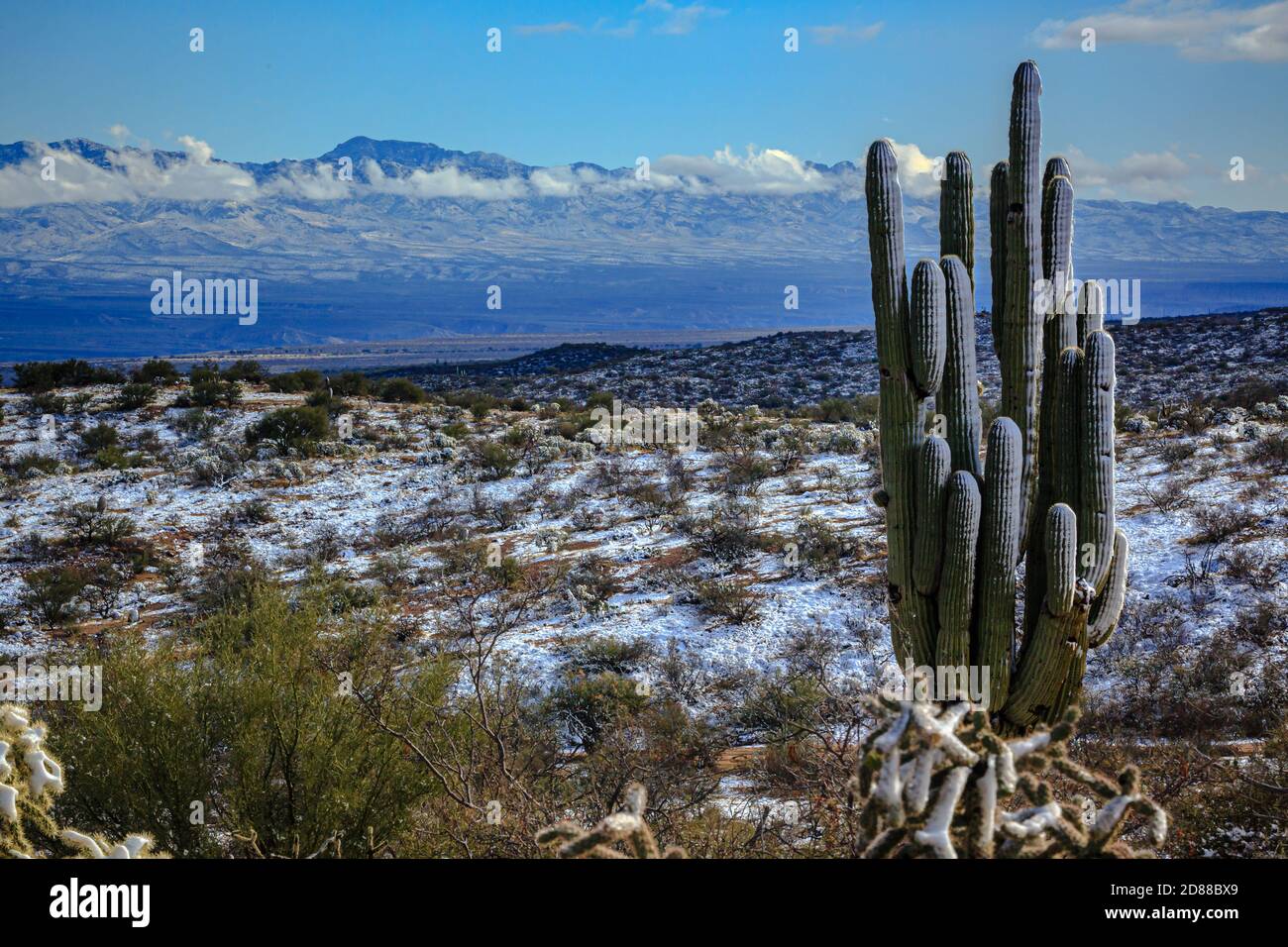 La neve soffiata dal vento ricopre il lato ventoso di un saguaro che si affaccia sulla valle del fiume San Pedro. Foto Stock