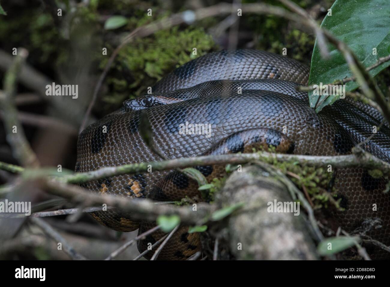 Un anaconda verde selvatico (Eunectes murinus) la più grande specie di serpente al mondo a riposo nella riserva naturale di Cuyabeno nell'Amazzonia ecuadoriana. Foto Stock