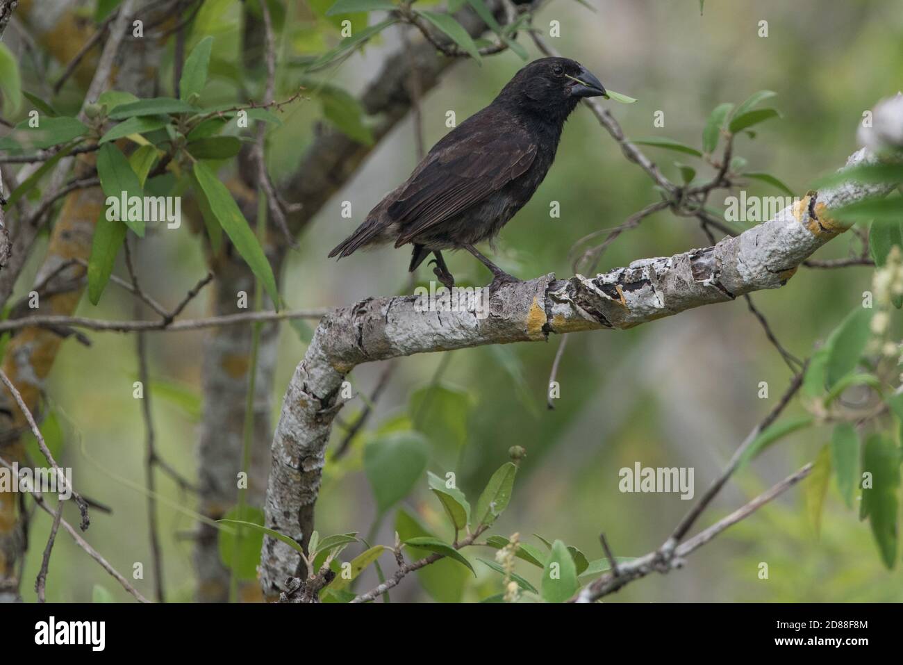 Una delle finche di Darwin delle isole Galapagos che serviva come organismi modello per la teoria dell'evoluzione. Il finch vegetariano. Foto Stock