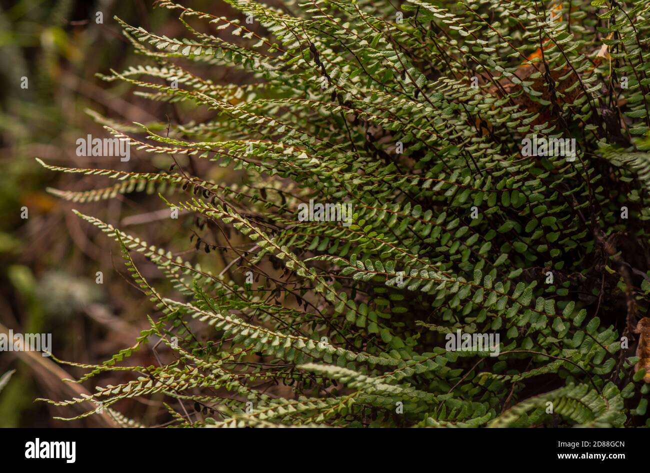 Felci, maidenhair spleenwort, Asplenium trichomanes, crescendo in ambiente umido sulle rocce. Il sud della Spagna. Foto Stock