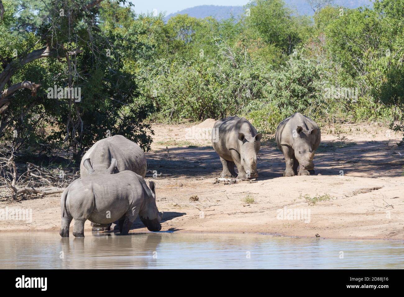 Famiglia di rinoceronti bianchi meridionali a rischio di estinzione (Ceratotherium simum simum) che bevono in una buca d'acqua nel Parco Nazionale di Kruger, Sudafrica Foto Stock
