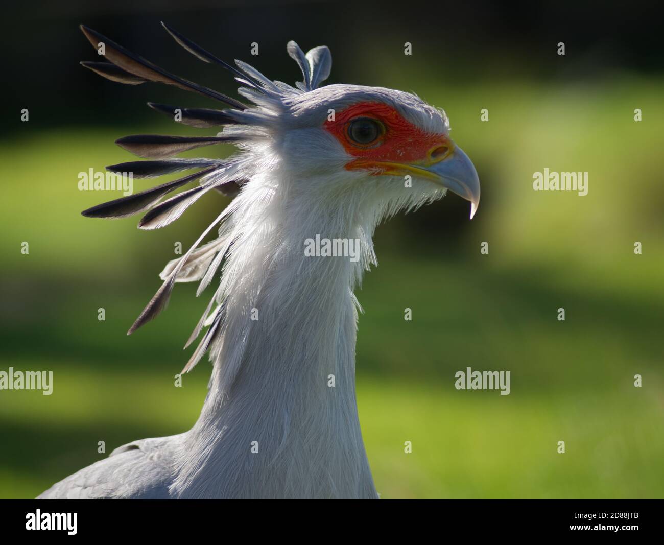 segretario uccello primo piano di faccia Foto Stock