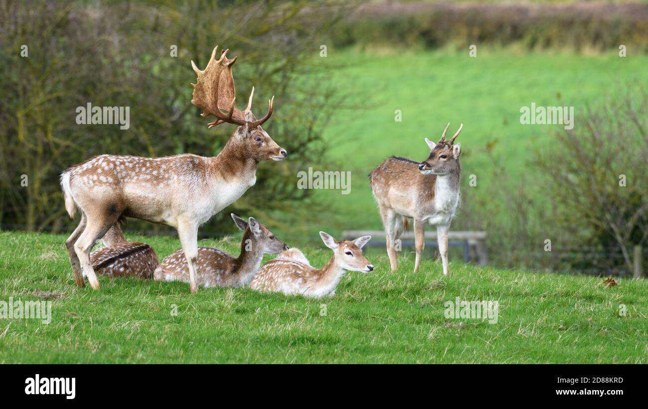 Allow Deer (Dama dama), Dyrham Park, Regno Unito Foto Stock