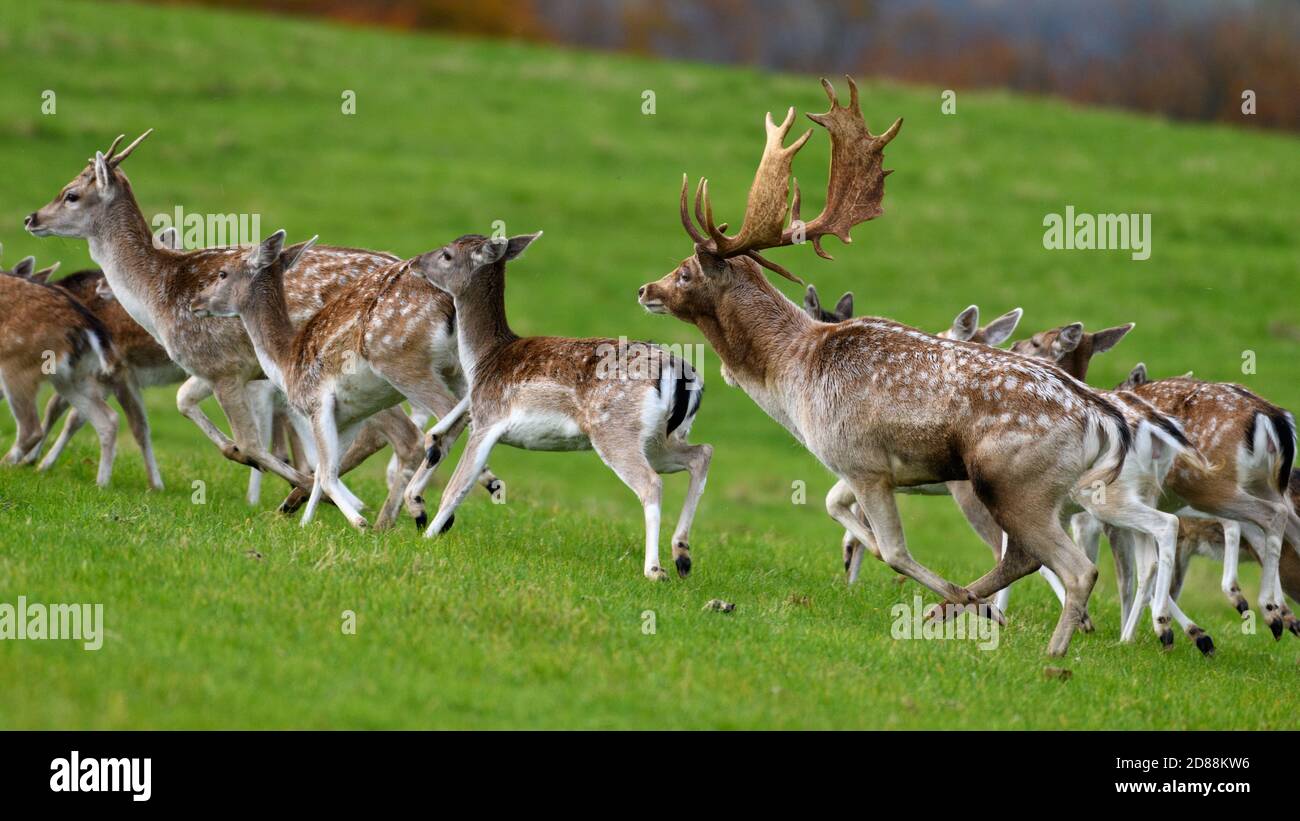 Allow Deer (Dama dama), Dyrham Park, Regno Unito Foto Stock