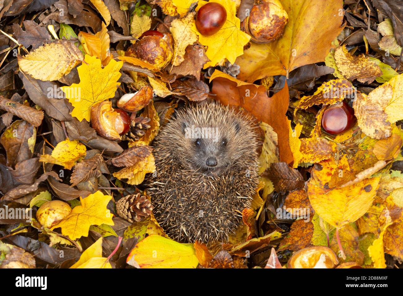 Riccio, (nome scientifico: Erinaceus Europaeus) riccio selvatico, nativo, europeo ibernando in foglie colorate d'autunno con coni di pino e castagne Foto Stock