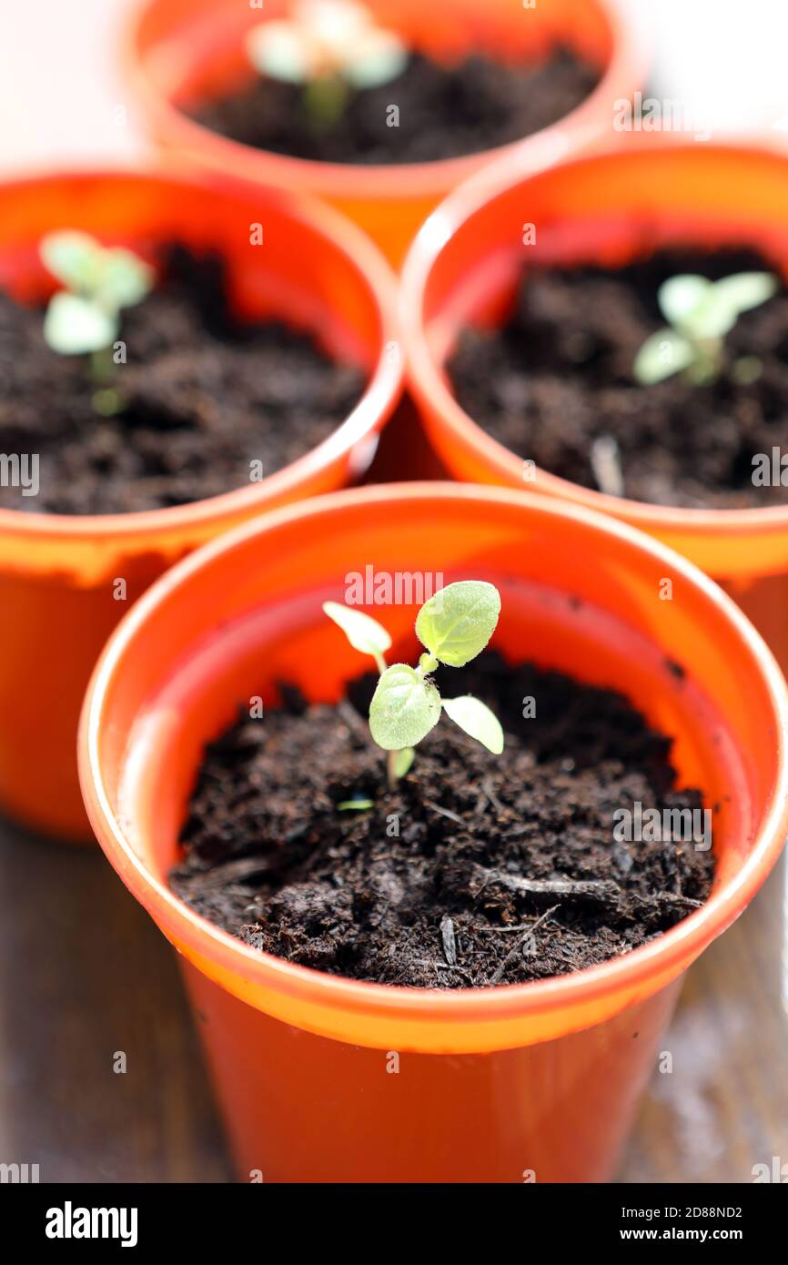 Piantine di origano dopo essere state trasferite in pentole più grandi Foto Stock