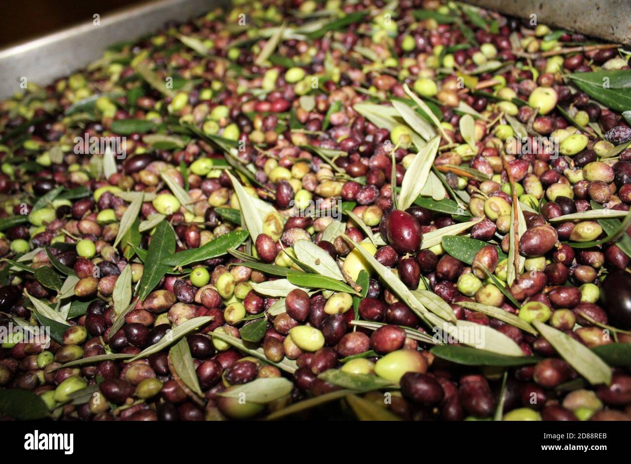 Pulizia delle olive con acqua fresca nel frantoio durante il processo di produzione dell'olio extravergine di oliva ad Attica, in Grecia. Foto Stock