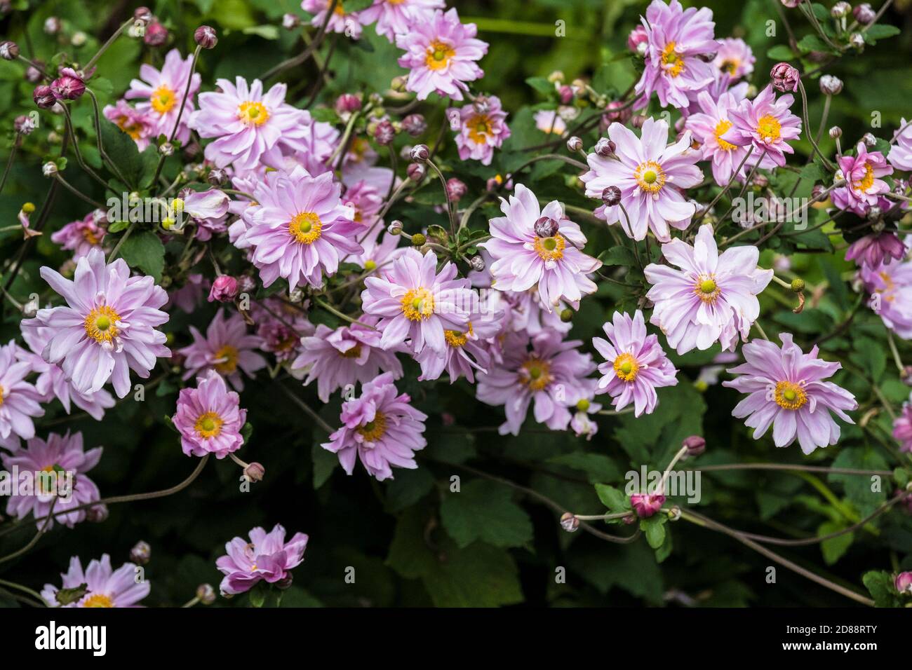 Anenome giapponese Anemone hupehensis. Foto Stock