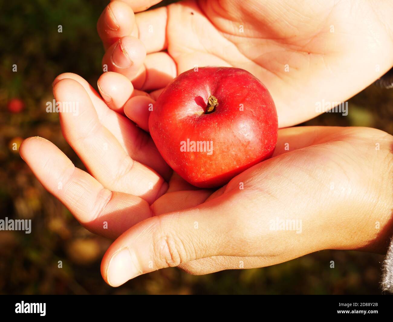 Mela rossa d'autunno tenuta nelle mani del bambino Foto Stock