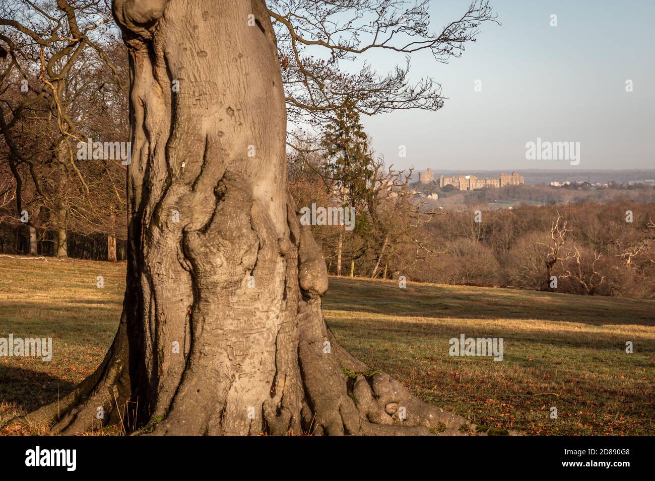 Vista del Castello di Windsor da Windsor Great Park, Berkshire Foto Stock