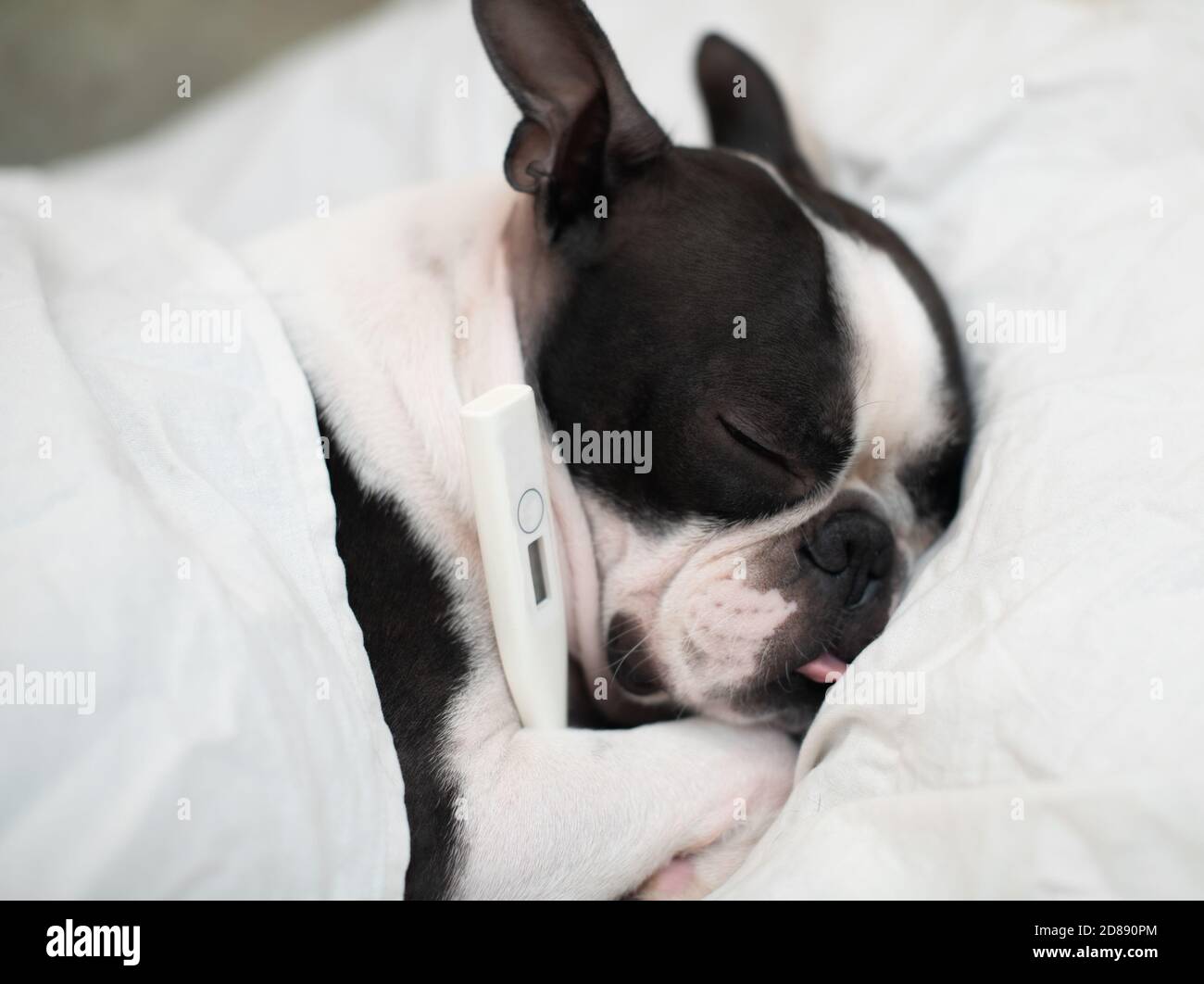 Il cane di Boston Terrier è malato e dorme in un letto con una temperatura elevata, misura la temperatura con un termometro. Foto Stock