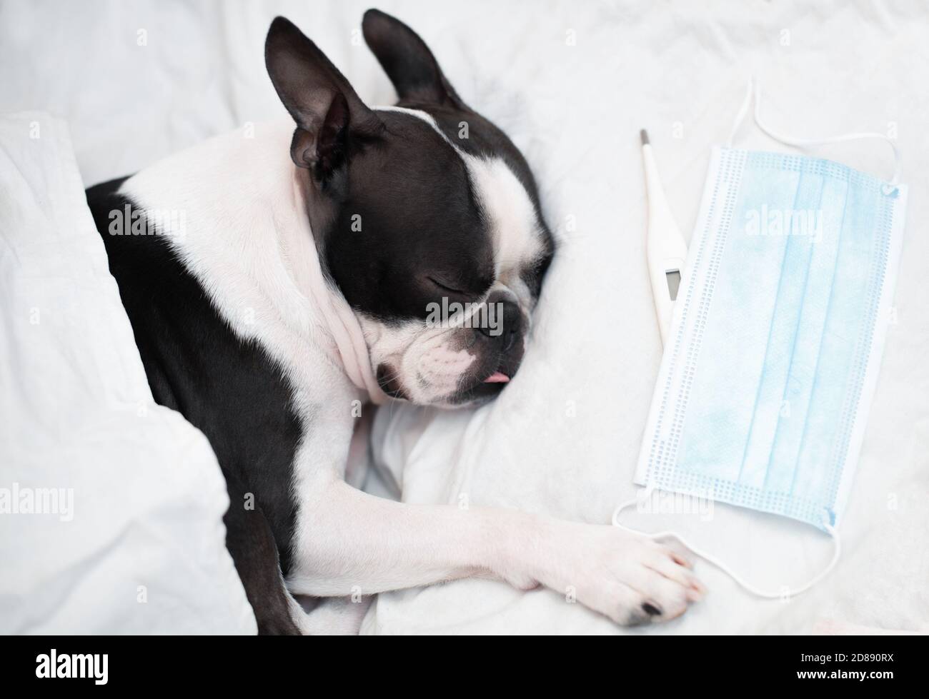 Il cane di Boston Terrier è malato e dorme in un letto con una temperatura elevata, accanto a un termometro e una maschera medica, coperto. Foto Stock