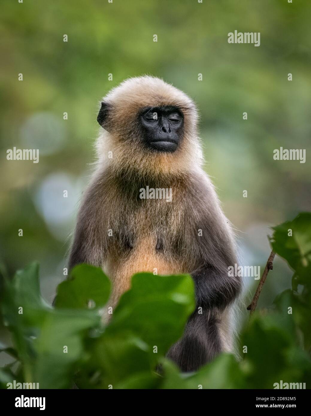 Un giovane Langur Grigio (Semnopithecus), seduto in cima ad un albero, nel selvaggio e gli occhi chiusi come se meditating. Chiamato anche il Langur di Hanuman o monaco di Hanuman Foto Stock