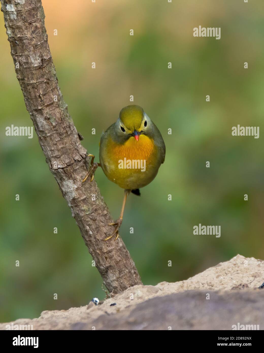 Cute Little Red-fatted Leiothrix (Leiothrix lutea), arroccato su un ramo di albero nelle foreste di Sattal in Uttarakhand, India. Foto Stock
