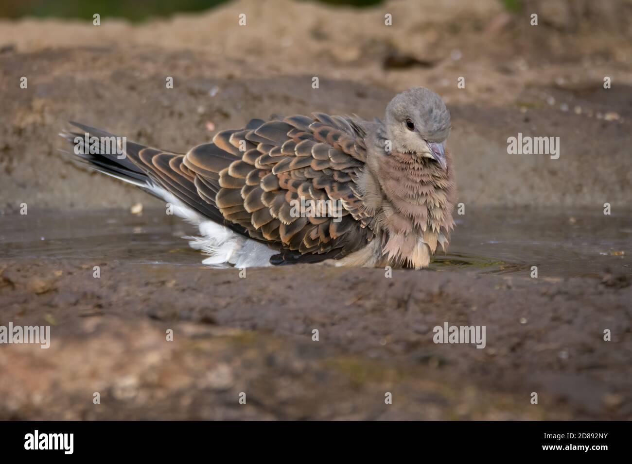 Una bella tartaruga europea dove (Streptopelia turtur), che bagna in una piccola piscina d'acqua, nelle foreste di Sattal a Uttarakhand, India. Foto Stock