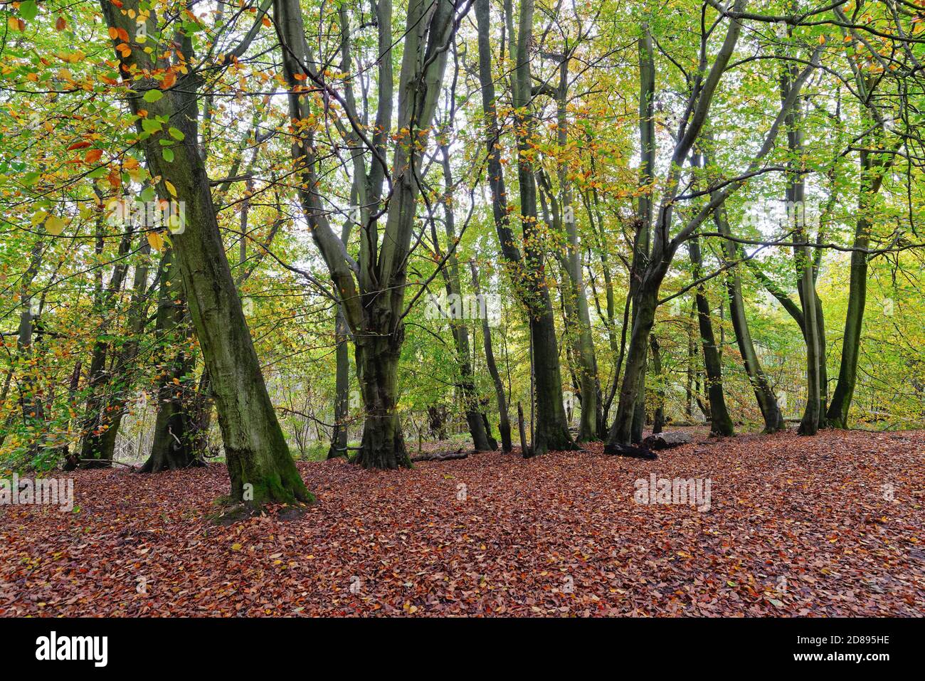 Colori autunnali nel bosco sul North Downs vicino a Dorking, Surrey Hills Inghilterra UK Foto Stock