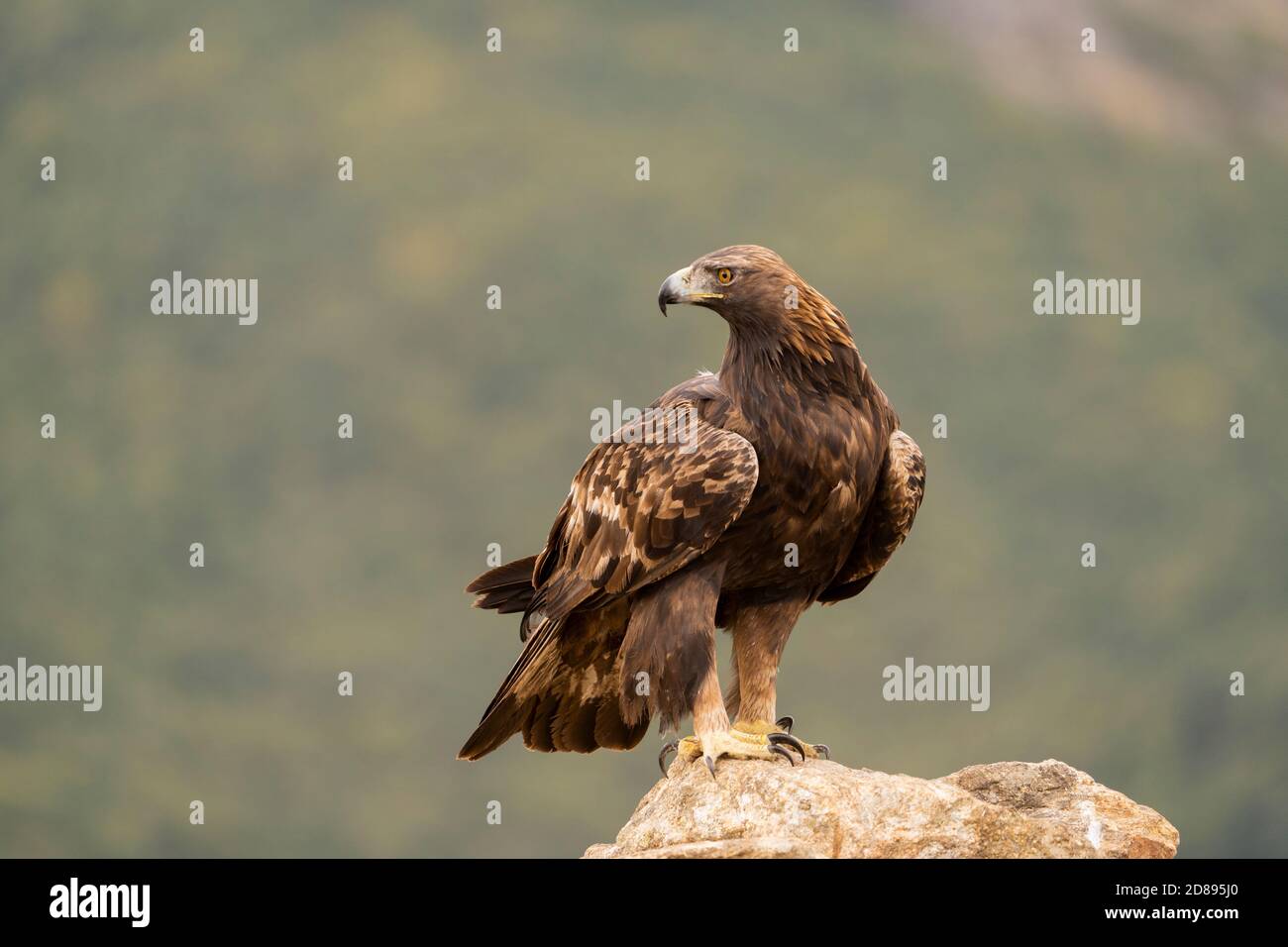 Aquila reale (Aquila chrysaetos) Foto Stock