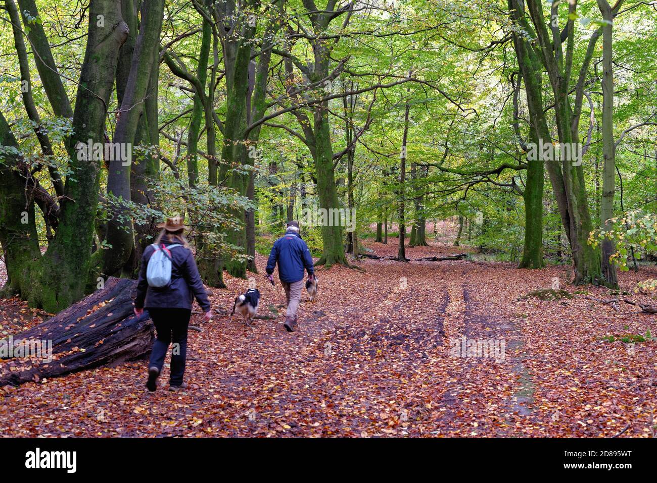 Coppie anziane che camminano un cane in colorati boschi autunnali sul North Downs vicino a Dorking, Surrey Hills Inghilterra UK Foto Stock