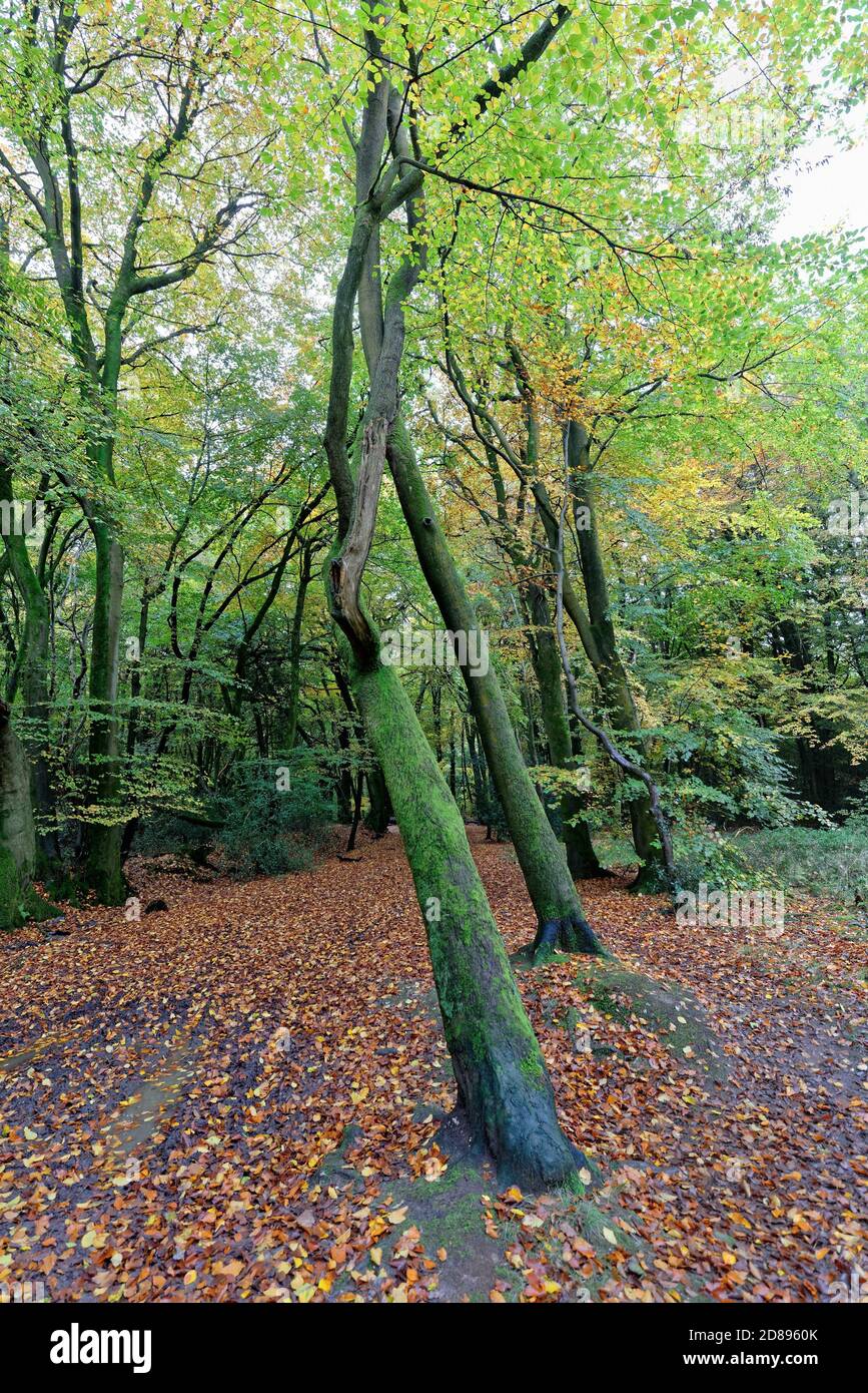 Colori autunnali nel bosco sul North Downs vicino a Dorking, Surrey Hills Inghilterra UK Foto Stock