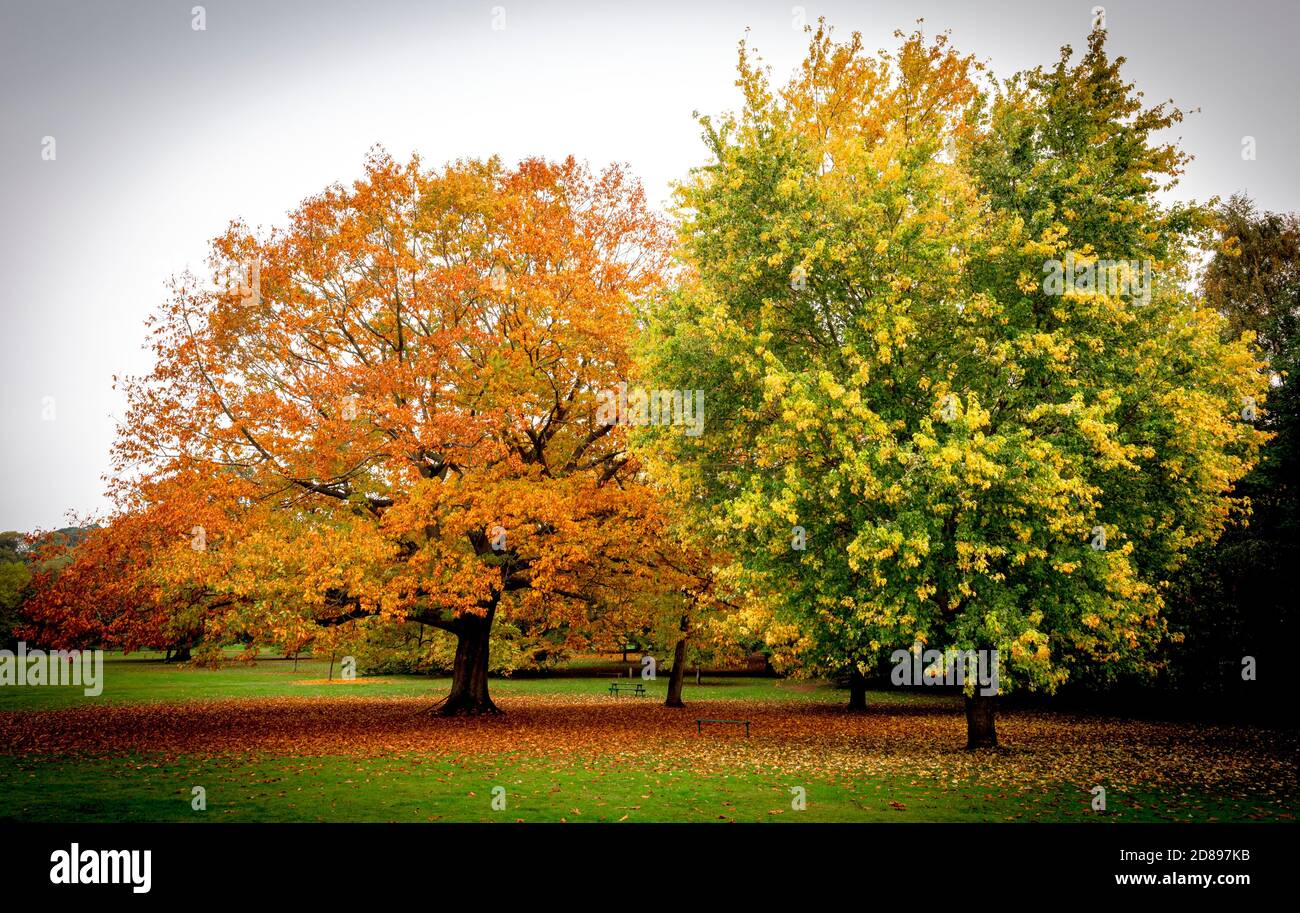 Alberi autunnali e foglie sul terreno.Bramcote Hills parco Nottingham Inghilterra Regno Unito Foto Stock