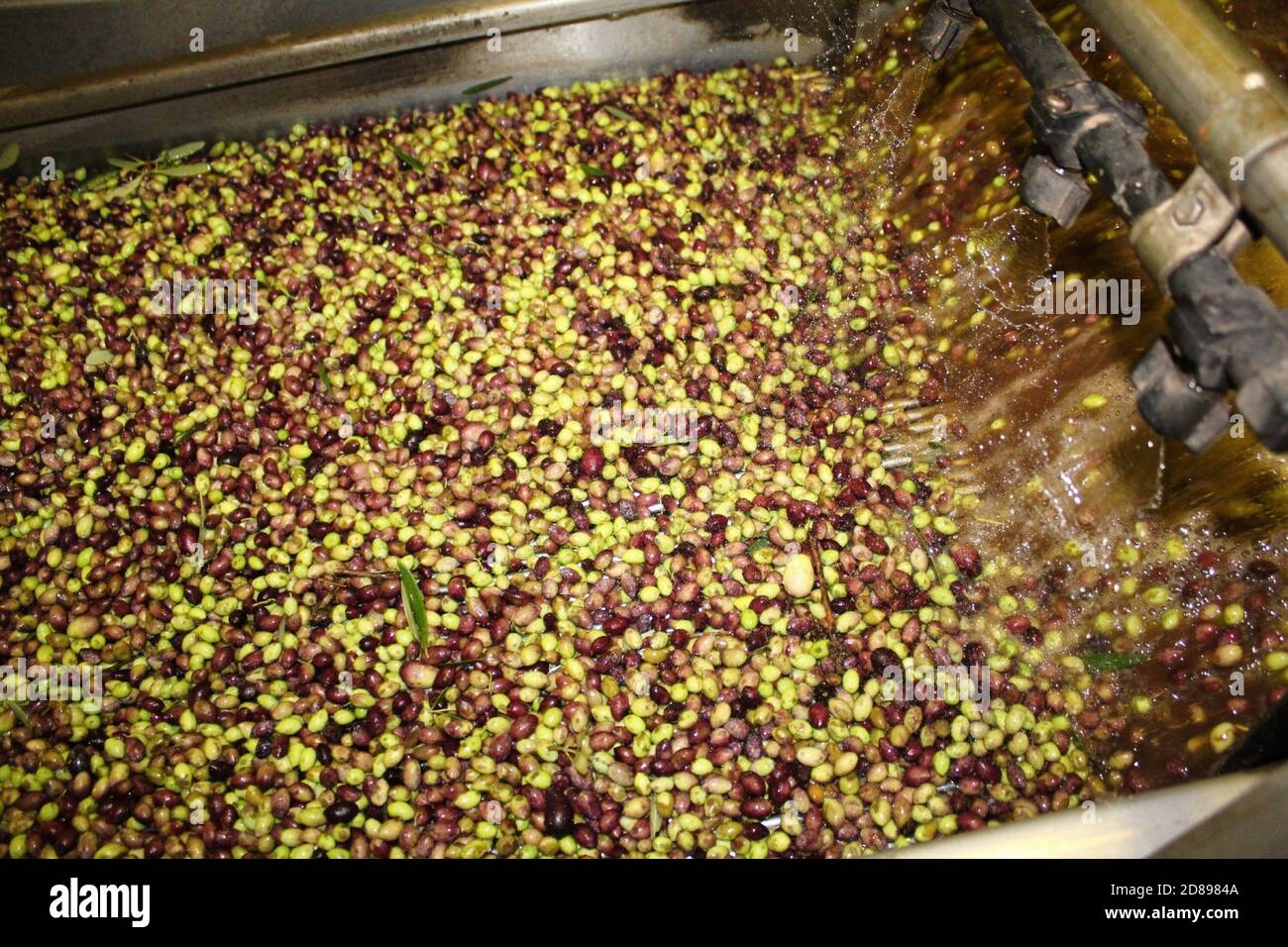 Pulizia delle olive con acqua fresca durante il processo di produzione dell'olio extravergine di oliva in frantoio situato alla periferia di Atene in Attica, Gree Foto Stock