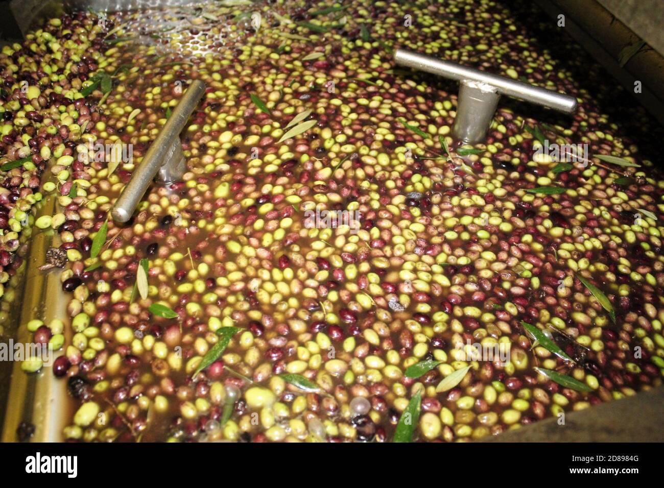 Pulizia delle olive con acqua fresca durante il processo di produzione dell'olio extravergine di oliva in frantoio situato alla periferia di Atene in Attica, Gree Foto Stock