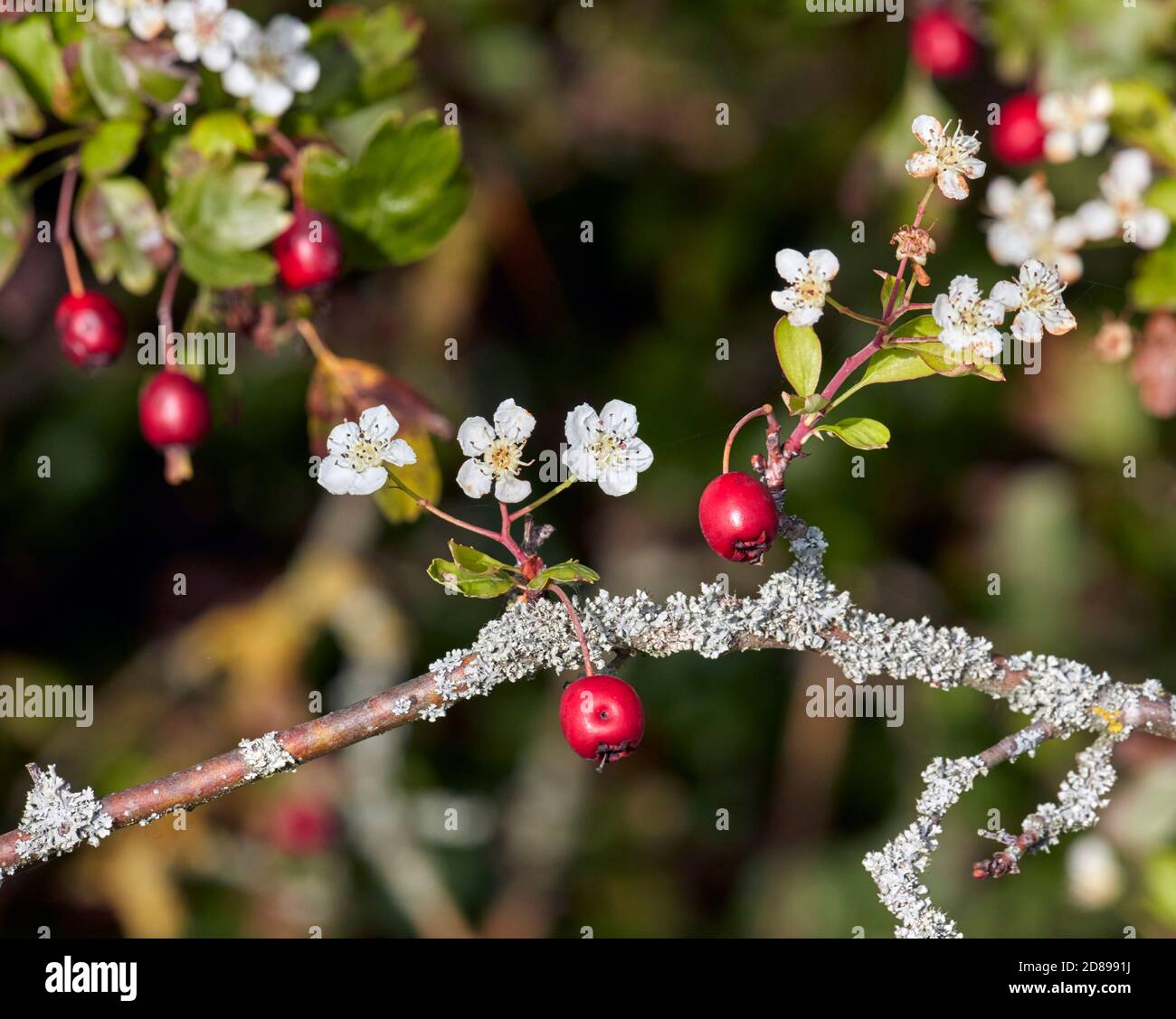 Biancospino in fiore nel mese di ottobre. Hurst Meadows, East Molesey, Surrey, Regno Unito. Foto Stock