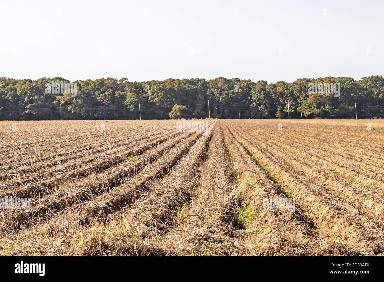 Campo dormiente con file a East Hampton, ny Foto Stock