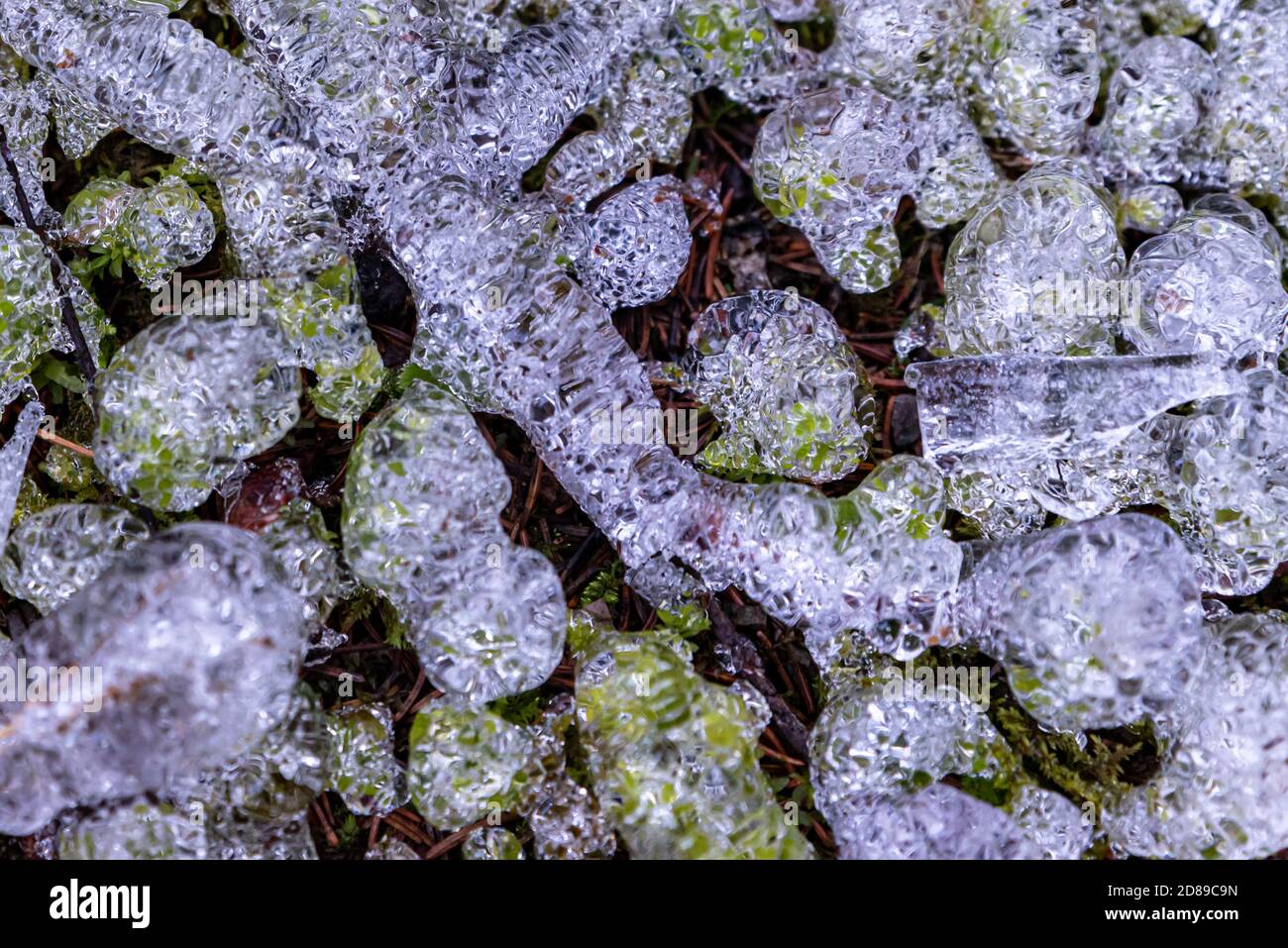 In inverno, in inverno, copri in cristallo di ghiaccio l'erba verde. Bellezza in natura. Foto Stock