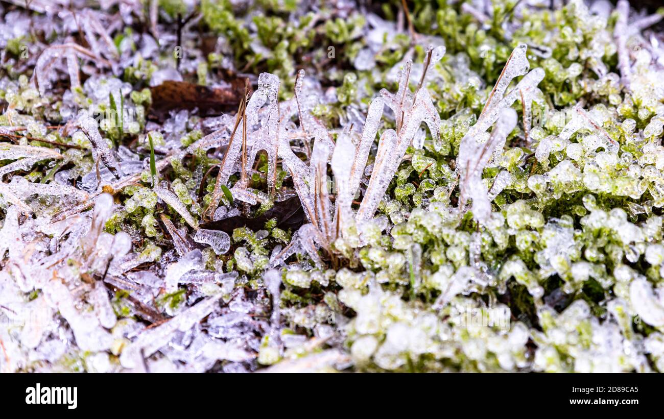 In inverno, in inverno, copri in cristallo di ghiaccio l'erba verde. Bellezza in natura. Foto Stock