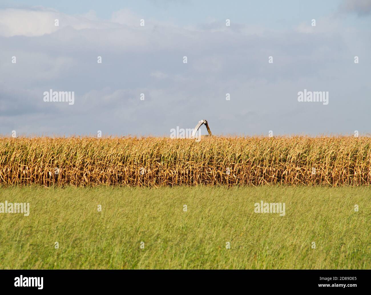 Raccolto di mais maturo, mietitore di mais dietro il raccolto sotto il cielo blu con le nuvole Foto Stock