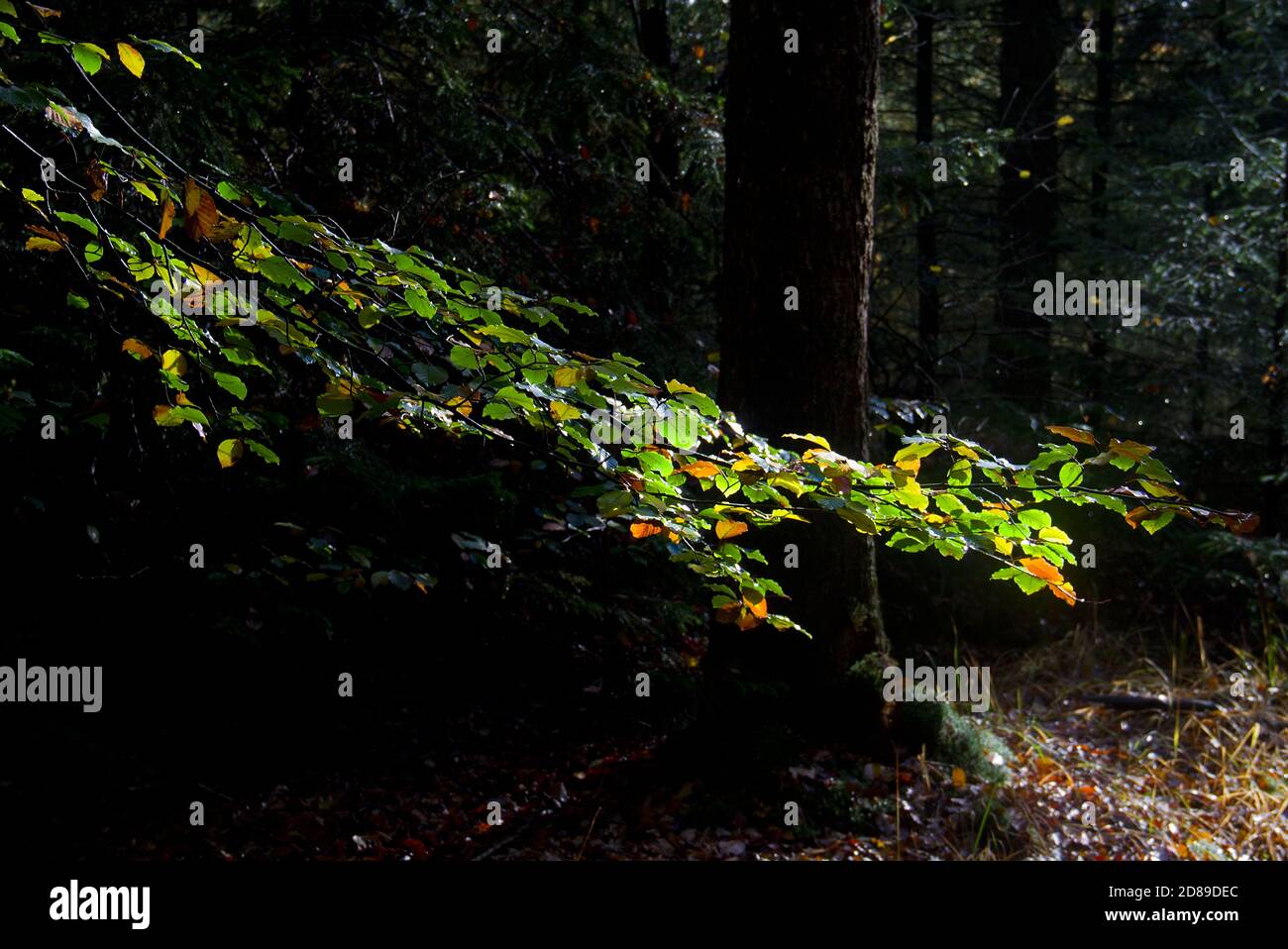 Foglie d'autunno colorate di un Faggio comune illuminato dal sole in una foresta scura Foto Stock