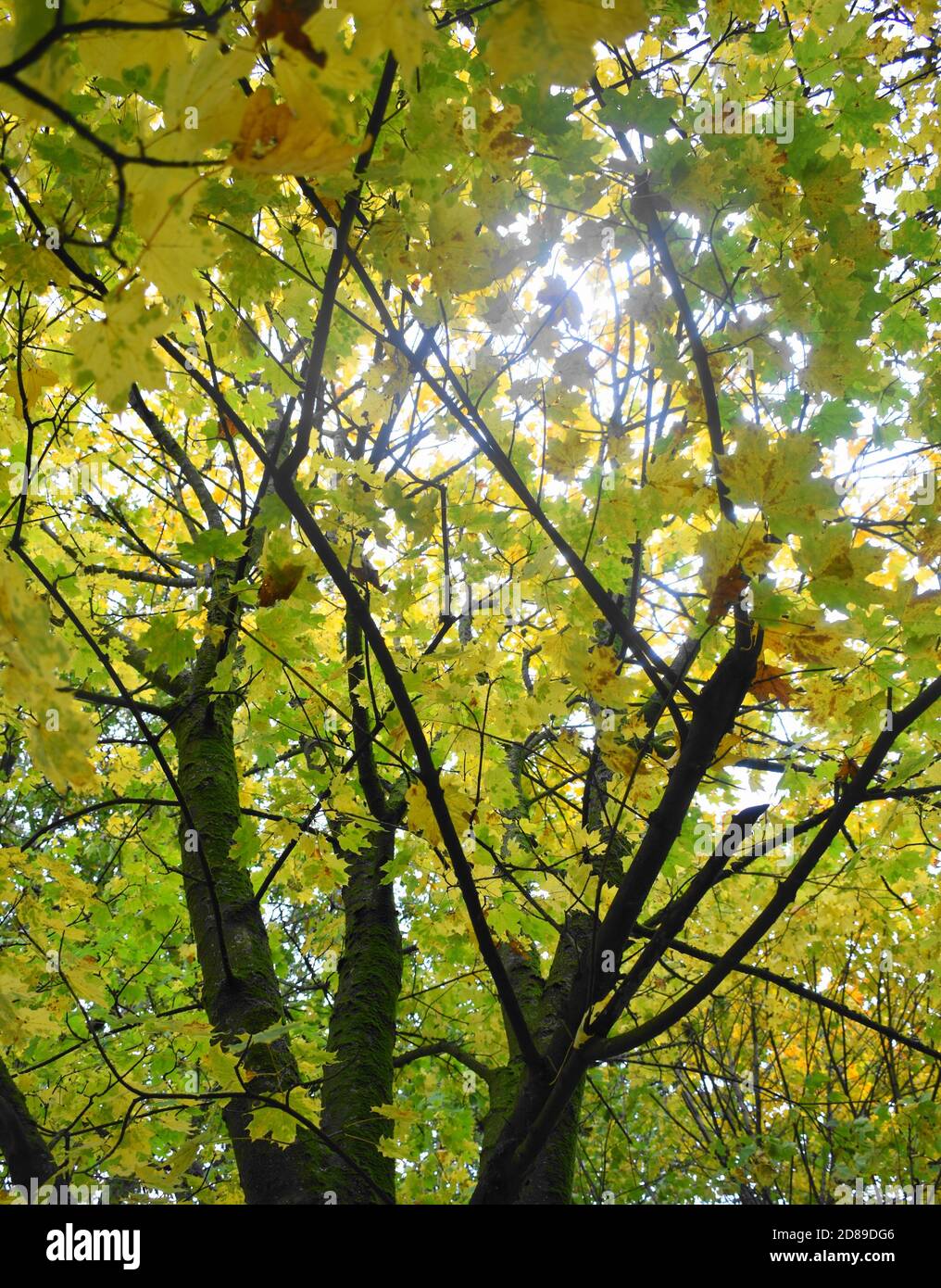 Guardando verso il cielo attraverso un baldacchino di foglie autunnali. Foto Stock
