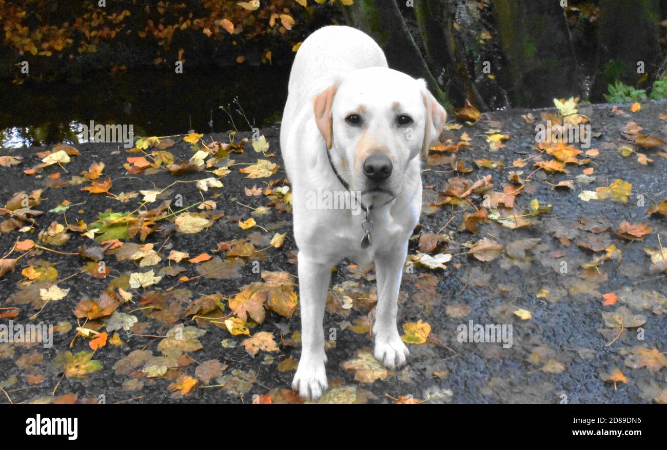 labrador giallo in piedi su un tracciato striato di foglie accanto ad un piccolo ruscello. Foto Stock