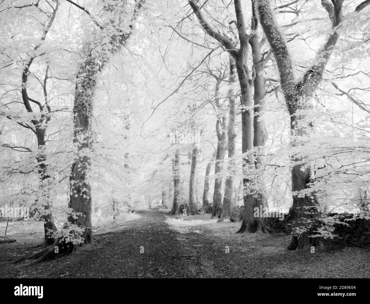 Percorso attraverso boschi a infrarossi nelle colline Mendip, Somerset, Inghilterra. Foto Stock