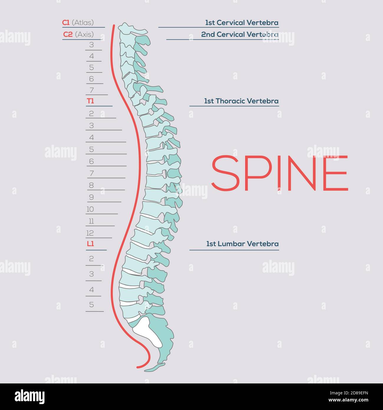 Iconica Della Colonna Vertebrale Umana Illustrazione Vettoriale Di Un Logo Di Fisioterapia Chiropratica Spinale Umana 615068 10752